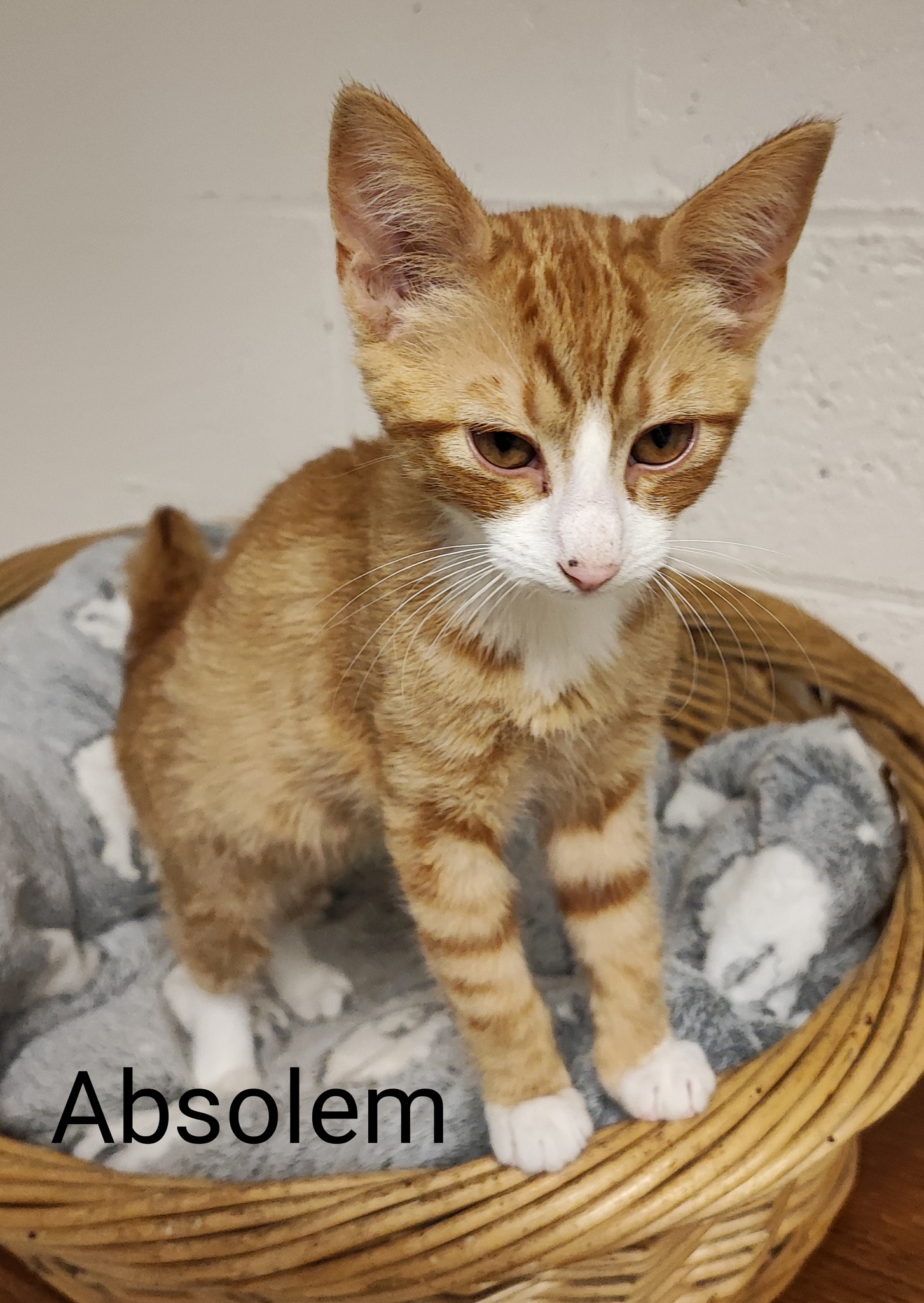 Les chats adoptés de chez perle de chat Les chats adoptés de chez perle de chat