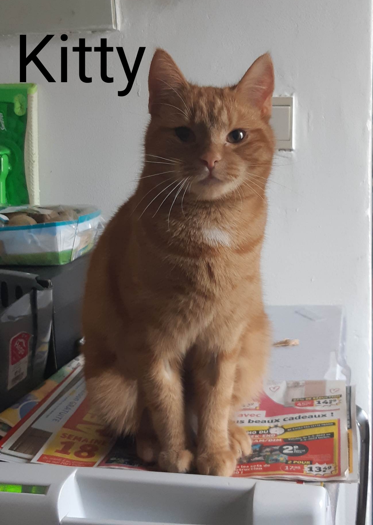 Les chats adoptés de chez perle de chat Les chats adoptés de chez perle de chat