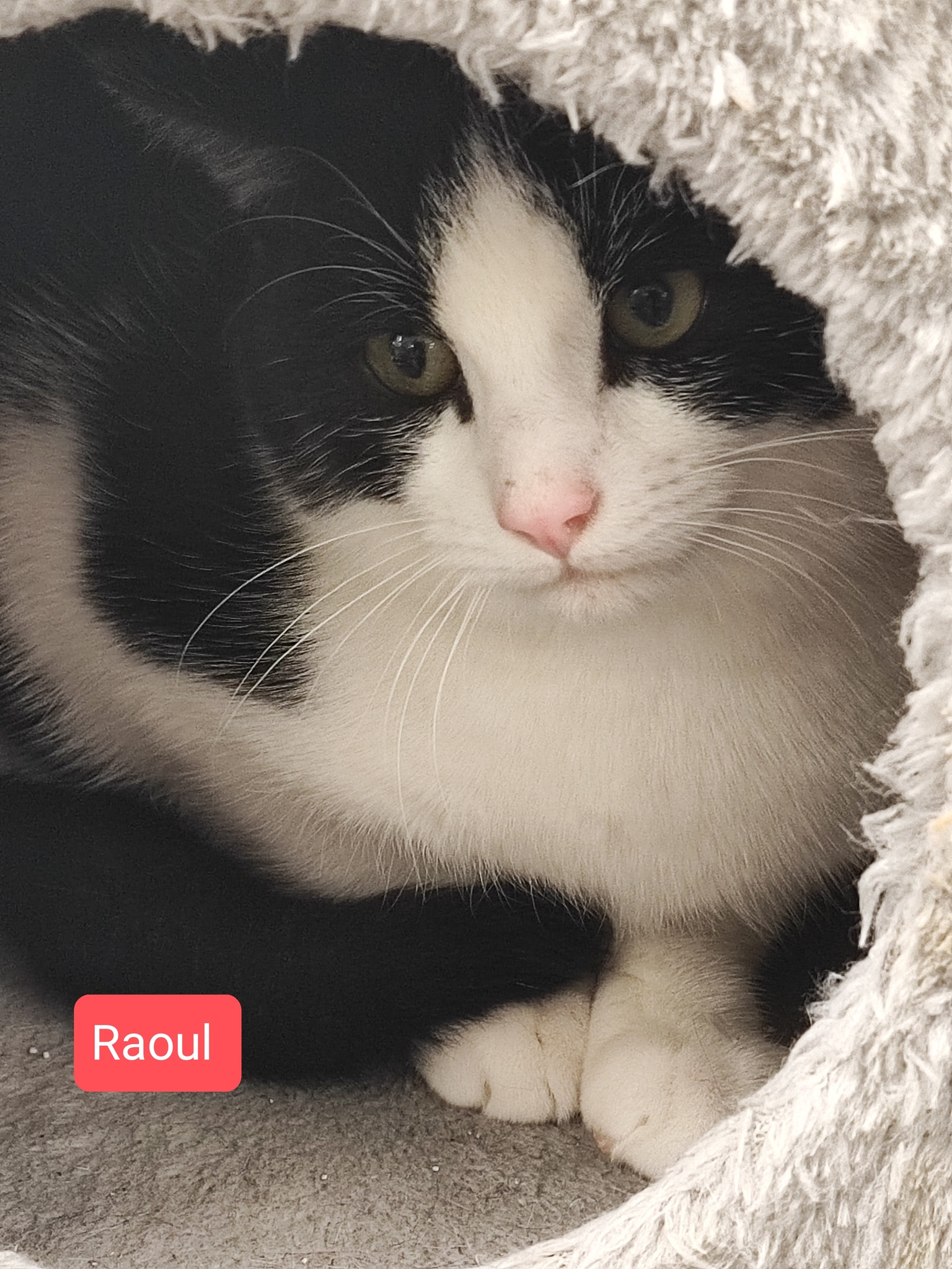 Les chats adoptés de chez perle de chat Les chats adoptés de chez perle de chat