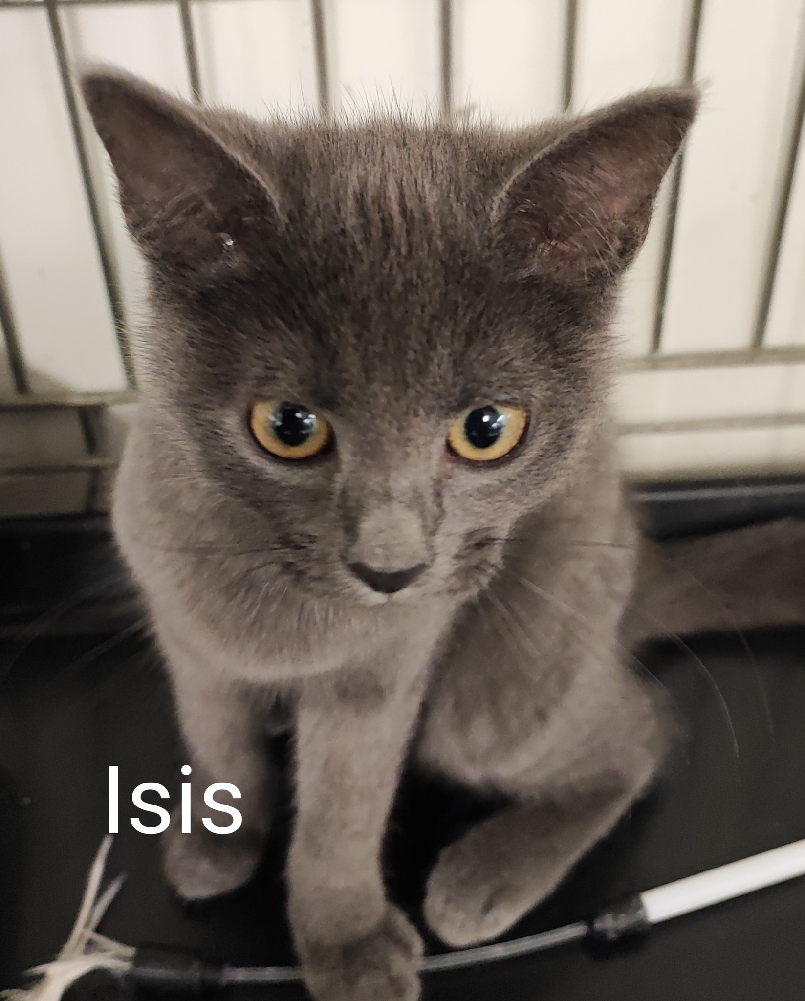 Les chats adoptés de chez perle de chat Les chats adoptés de chez perle de chat
