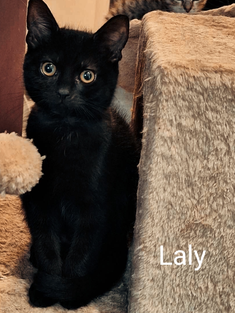 Les chats adoptés de chez perle de chat Les chats adoptés de chez perle de chat