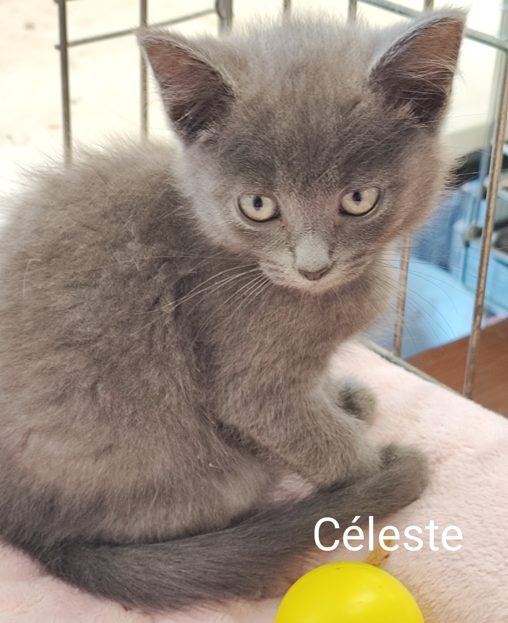 Les chats adoptés de chez perle de chat Les chats adoptés de chez perle de chat