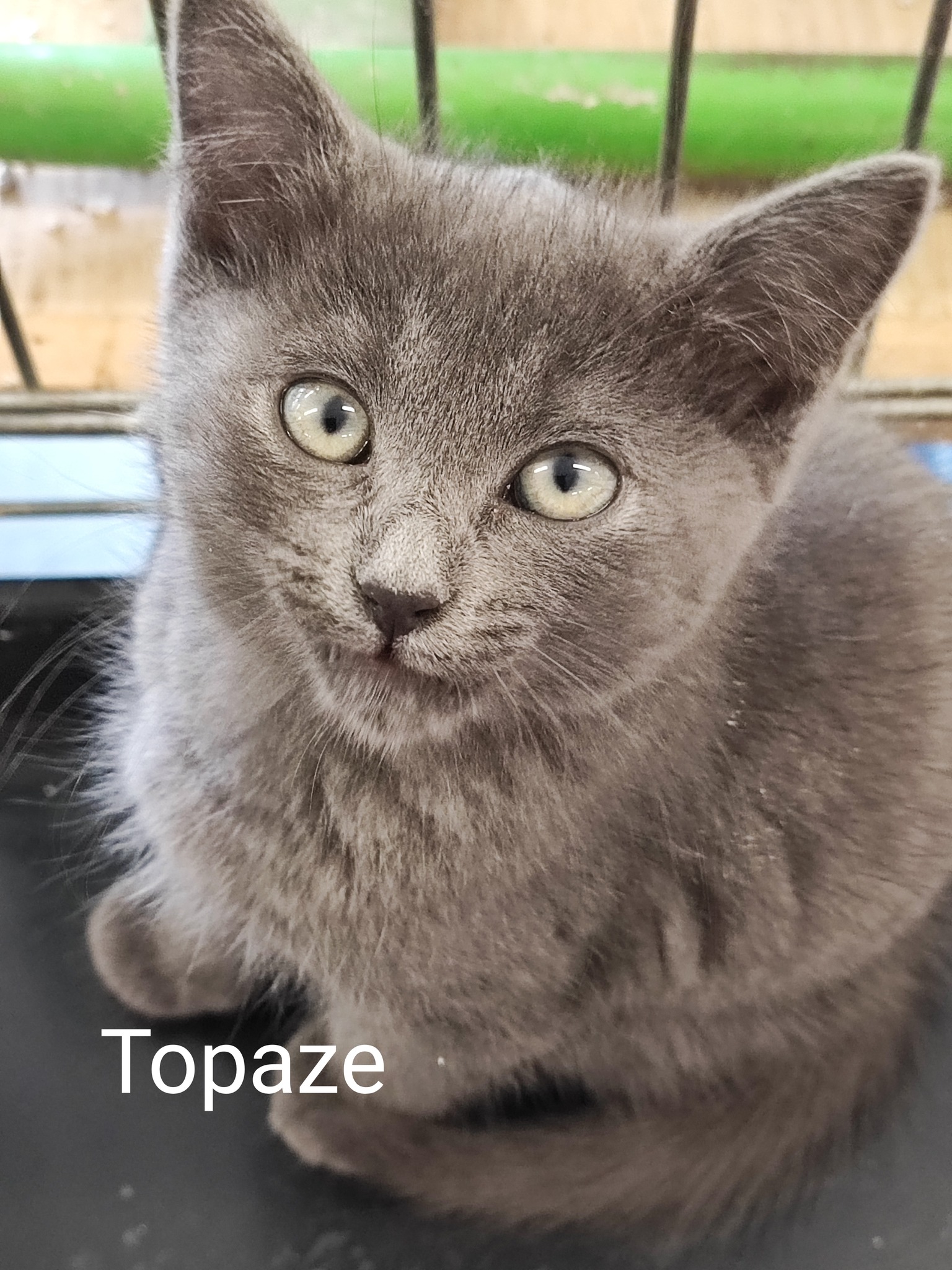Les chats adoptés de chez perle de chat Les chats adoptés de chez perle de chat