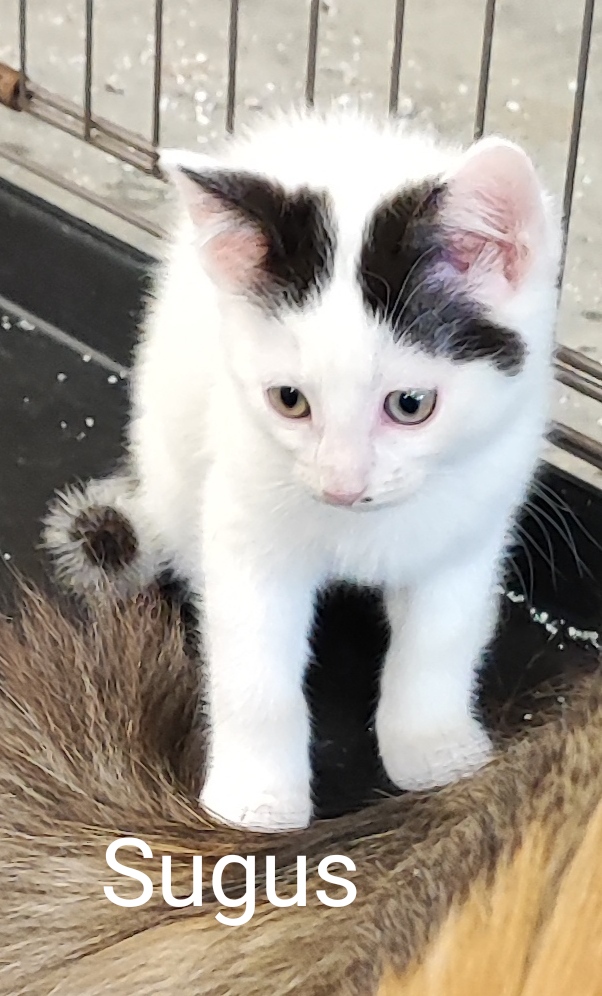 Les chats adoptés de chez perle de chat Les chats adoptés de chez perle de chat