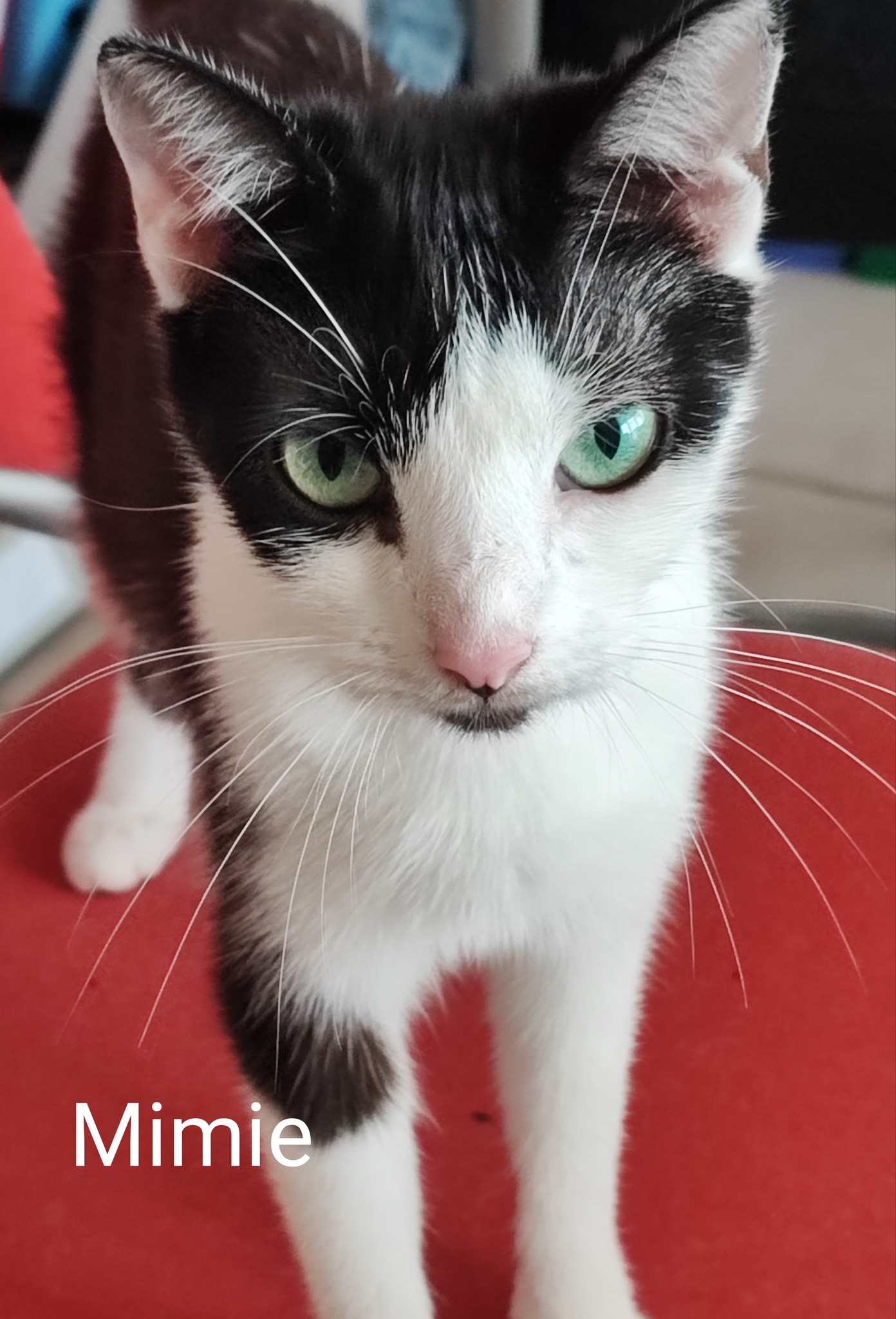 Les chats adoptés de chez perle de chat Les chats adoptés de chez perle de chat