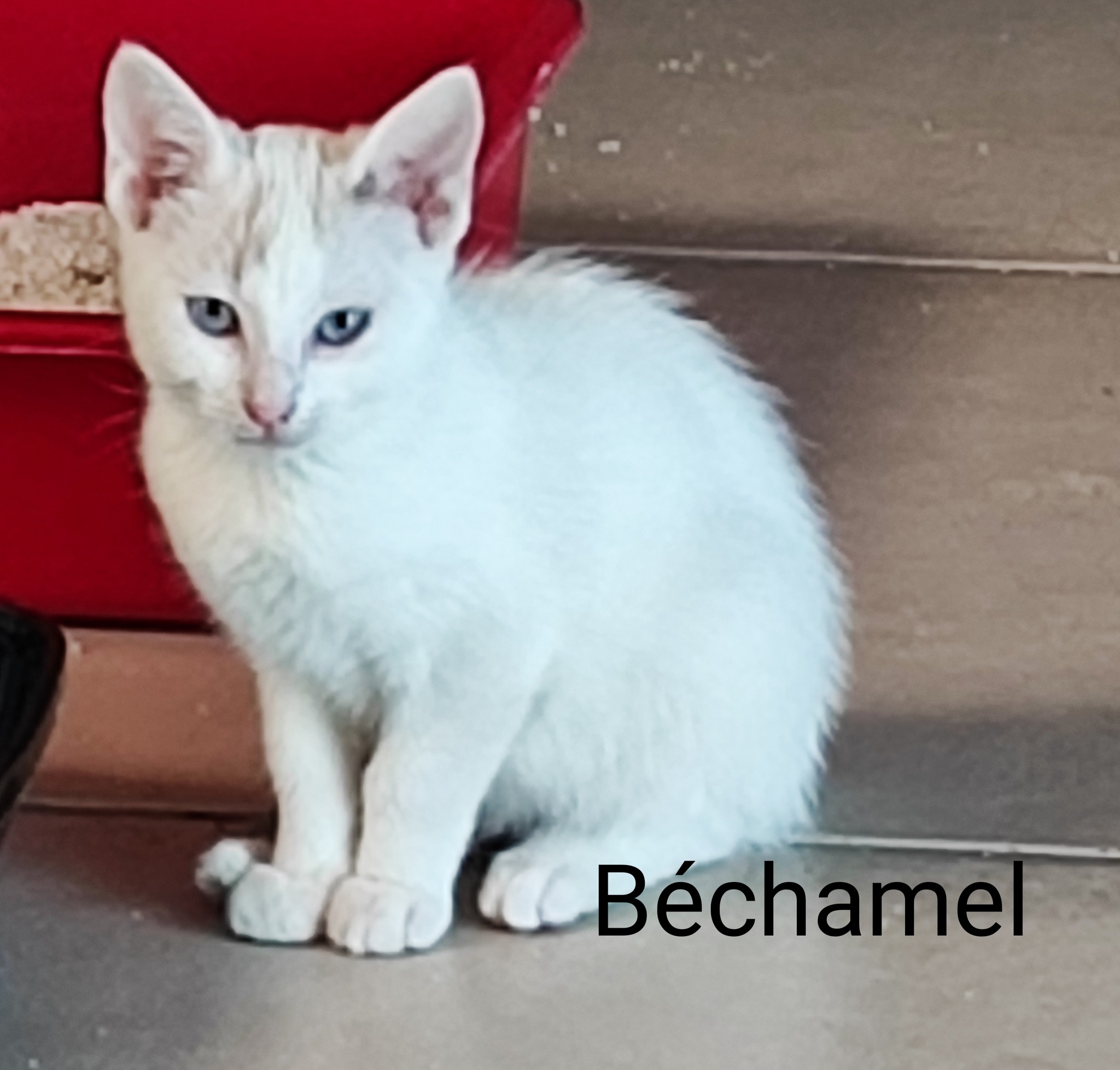 Les chats adoptés de chez perle de chat Les chats adoptés de chez perle de chat