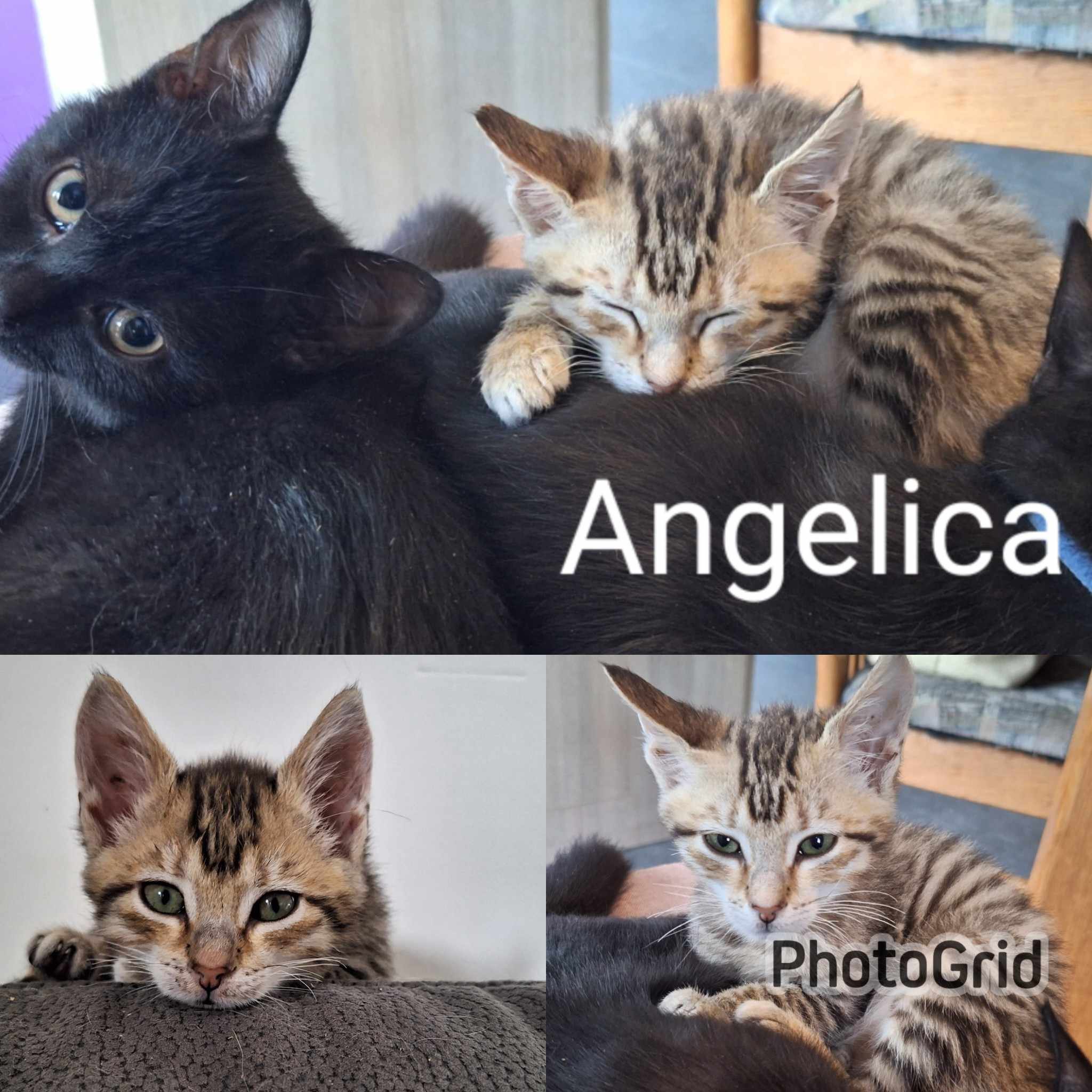 Les chats adoptés de chez perle de chat Les chats adoptés de chez perle de chat