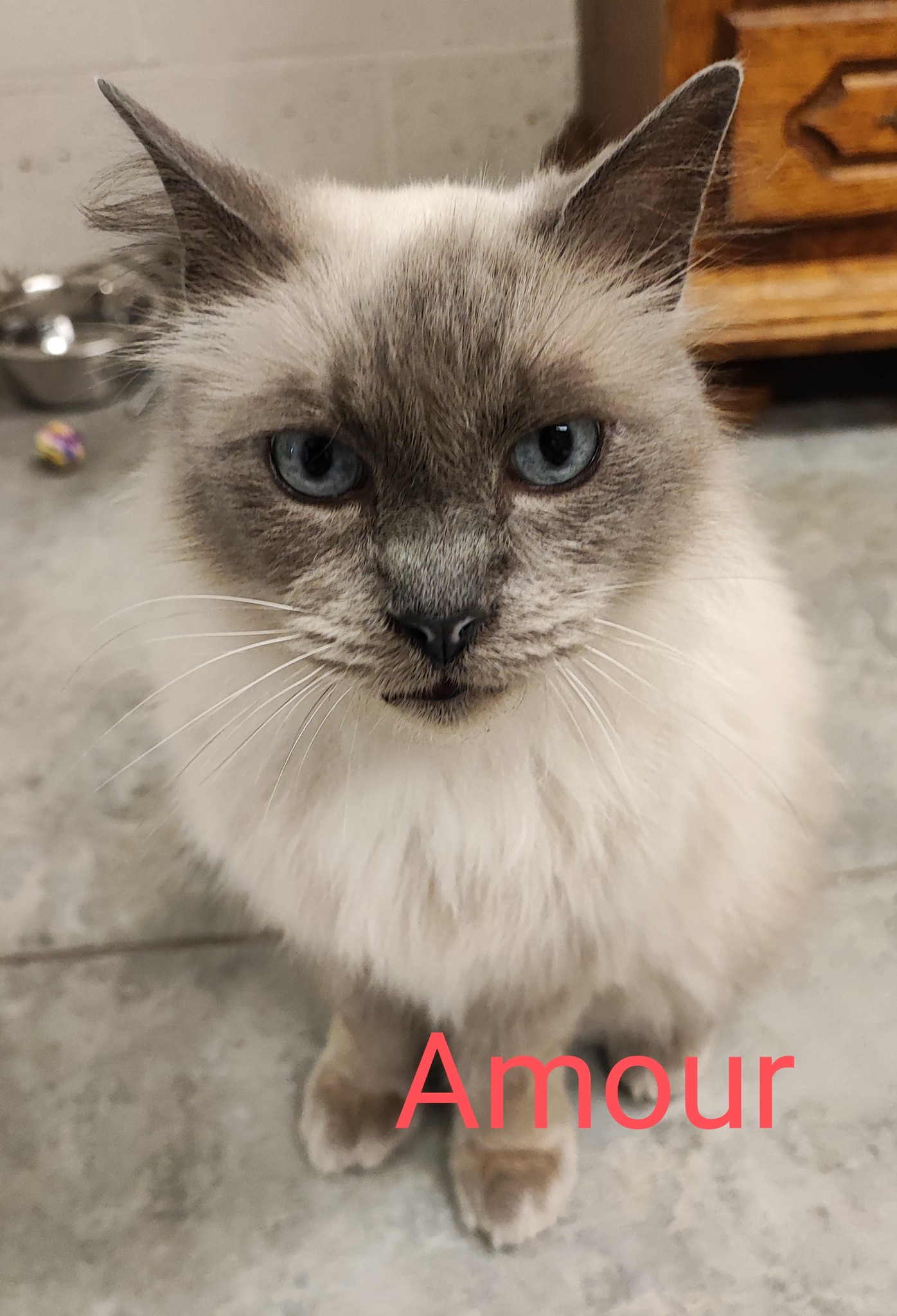 Les chats adoptés de chez perle de chat Les chats adoptés de chez perle de chat