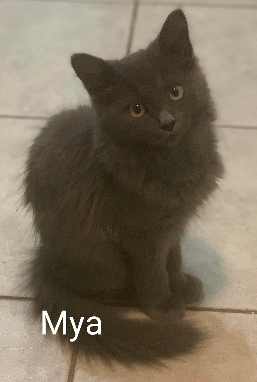 Les chats adoptés de chez perle de chat 40223_327566386499747_3683114626768520491_n Les chats adoptés de chez perle de chat