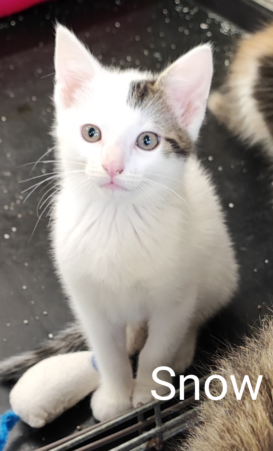 Les chats adoptés de chez perle de chat Les chats adoptés de chez perle de chat