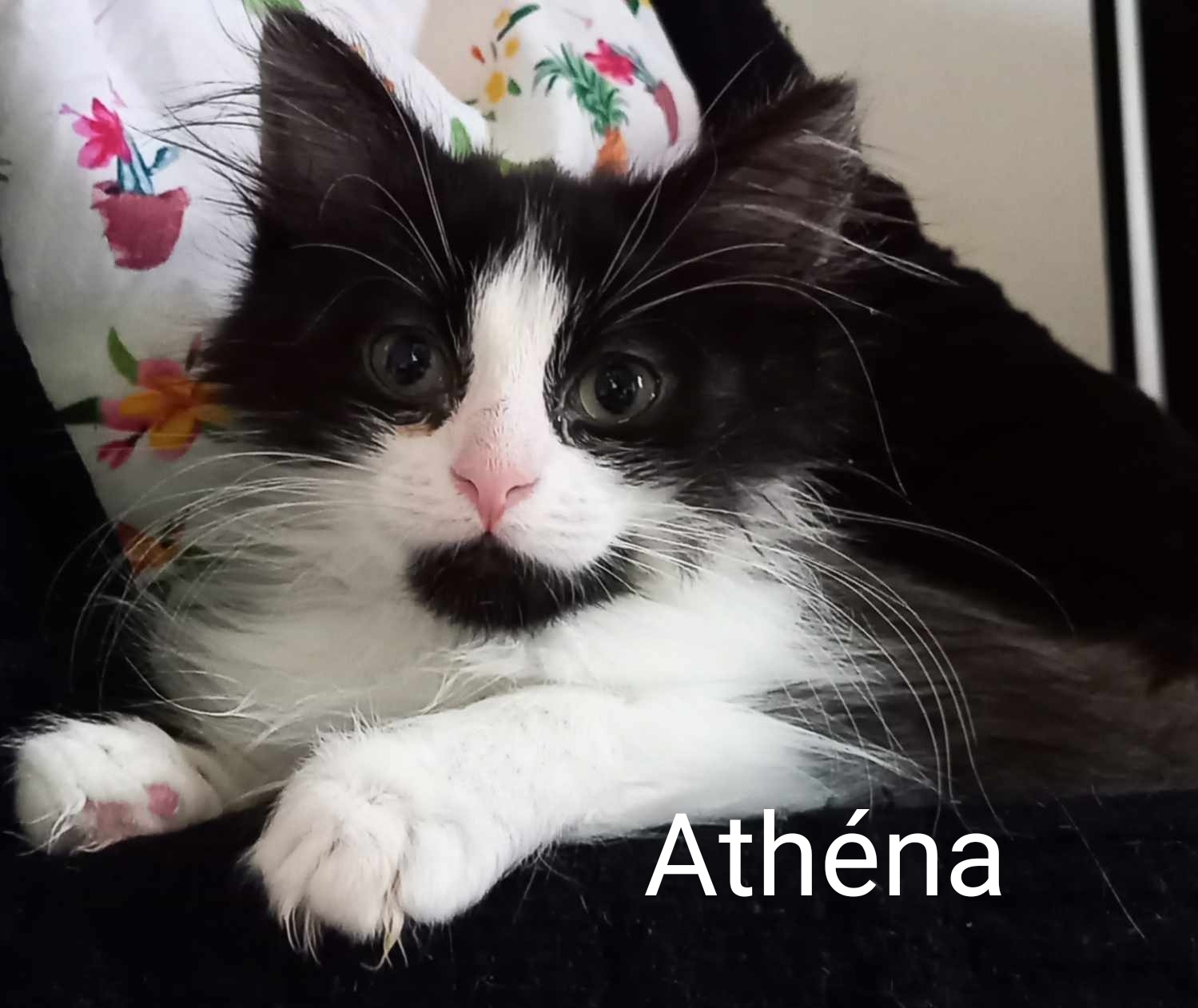 Les chats adoptés de chez perle de chat Les chats adoptés de chez perle de chat