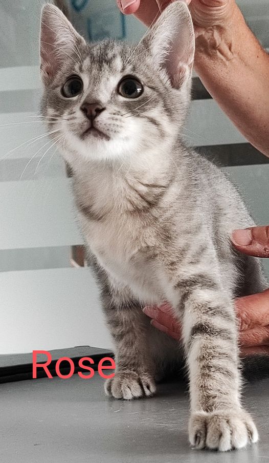 Les chats adoptés de chez perle de chat Les chats adoptés de chez perle de chat