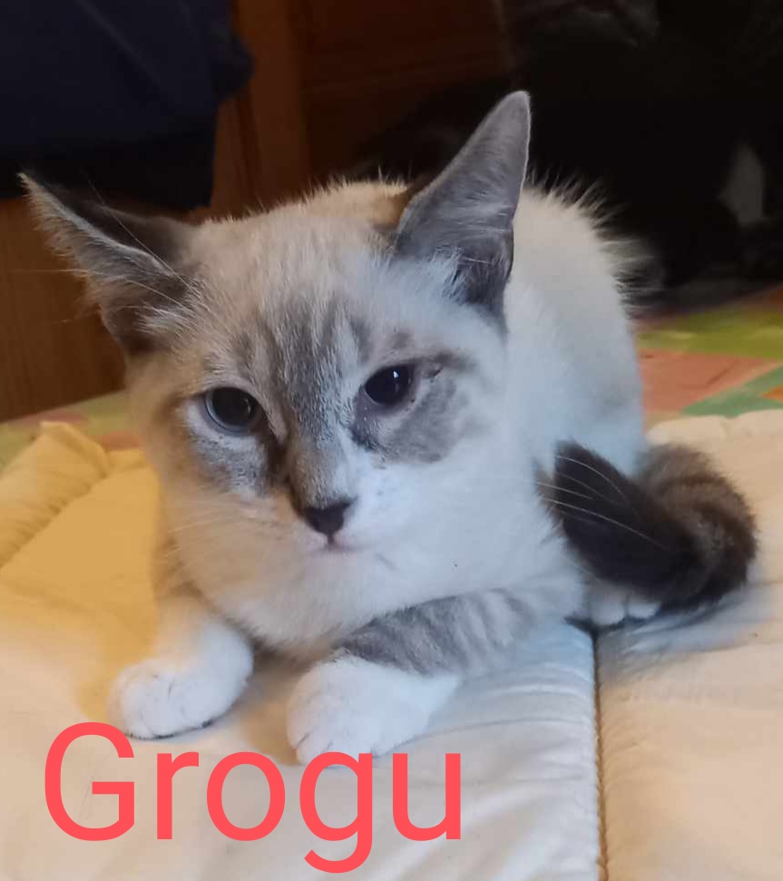 Les chats adoptés de chez perle de chat Les chats adoptés de chez perle de chat