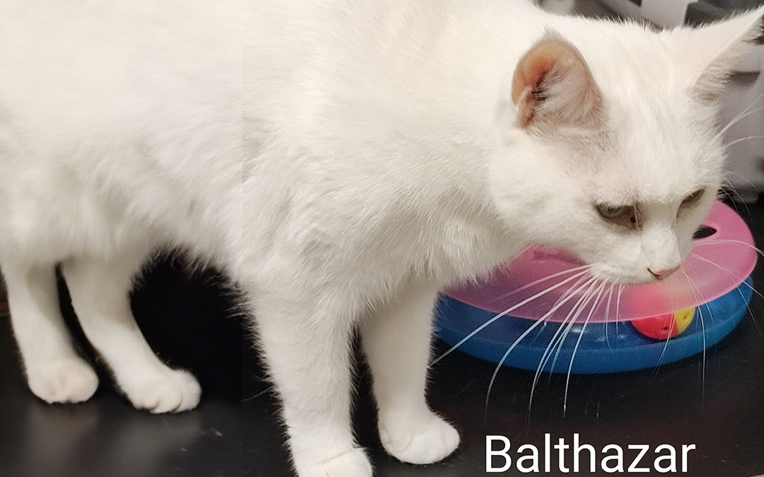 Un Jeune Chat à l’Esprit Vif en Quête d’Amour