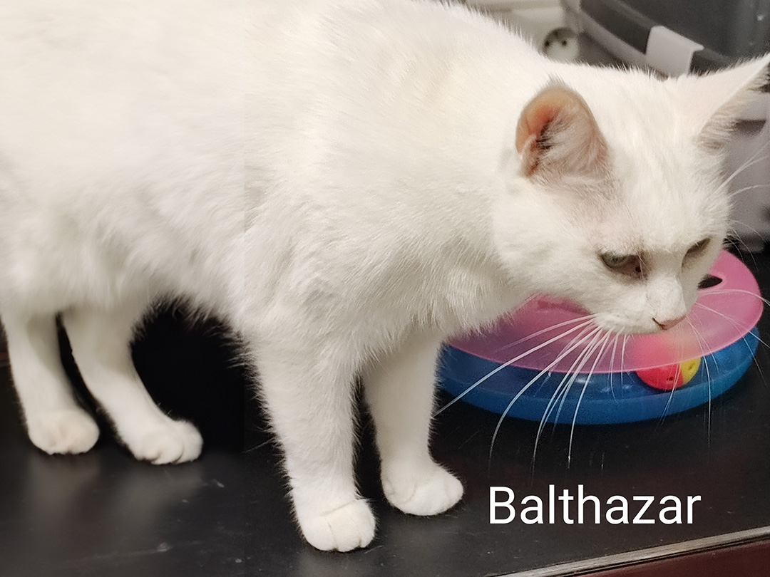 Baltazar Perle de Chat Rochefort