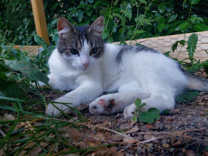 Bulle : Chatte Douce de 7 Ans Recherche Foyer Aimant
