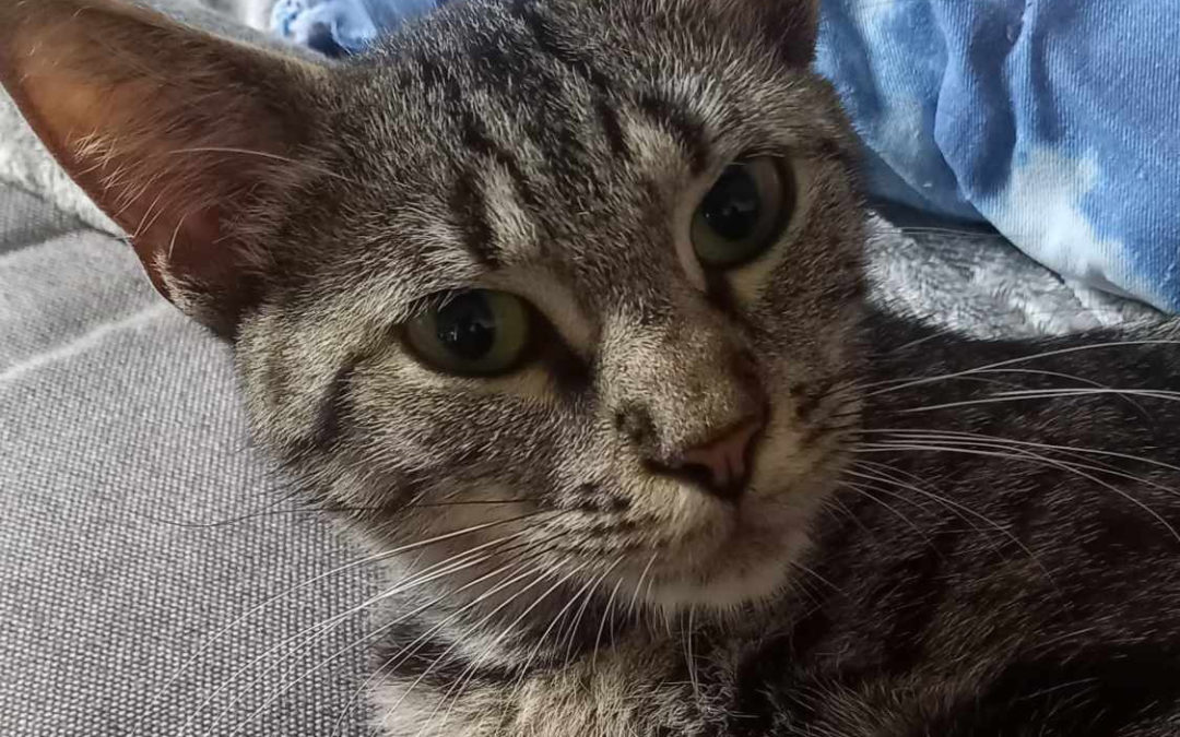 Dora : Découvrez Notre Chatte Adorable et Maman d’Athéna et Aphrodite