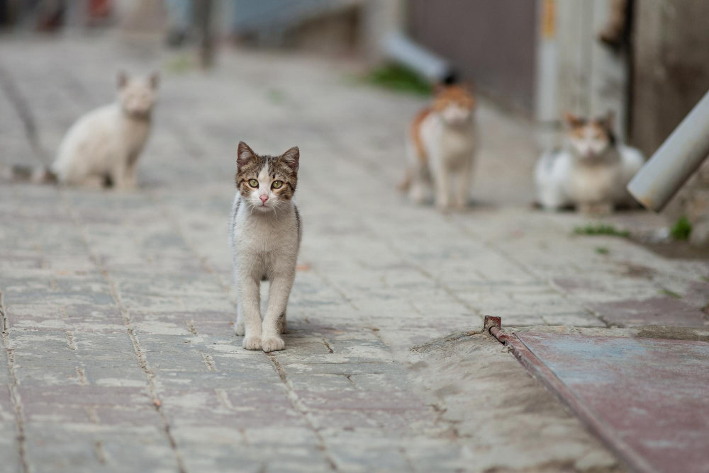 Pourquoi stériliser son chat Pourquoi stériliser son chat