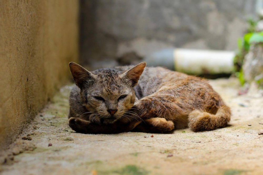 Pourquoi stériliser son chat Pourquoi stériliser son chat