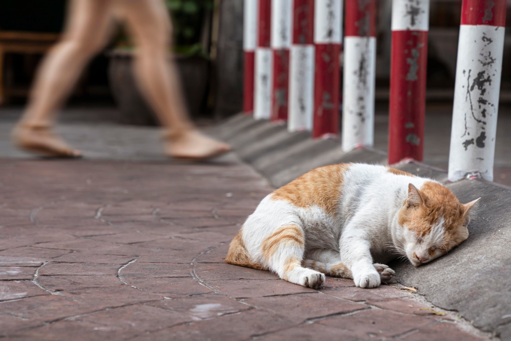 Pourquoi stériliser son chat Pourquoi stériliser son chat