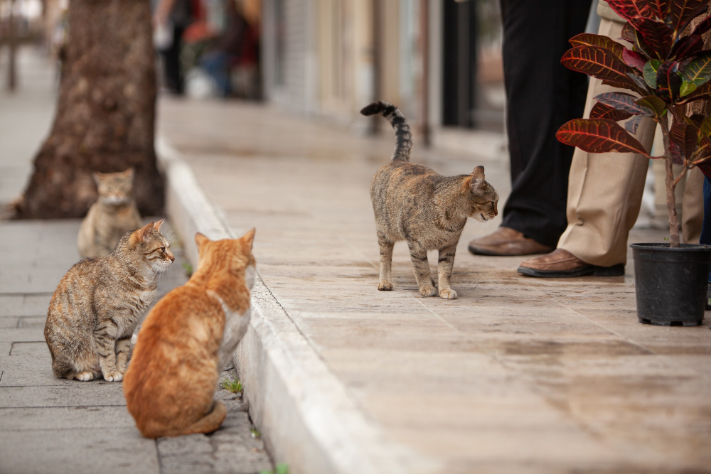 Pourquoi stériliser son chat Pourquoi stériliser son chat