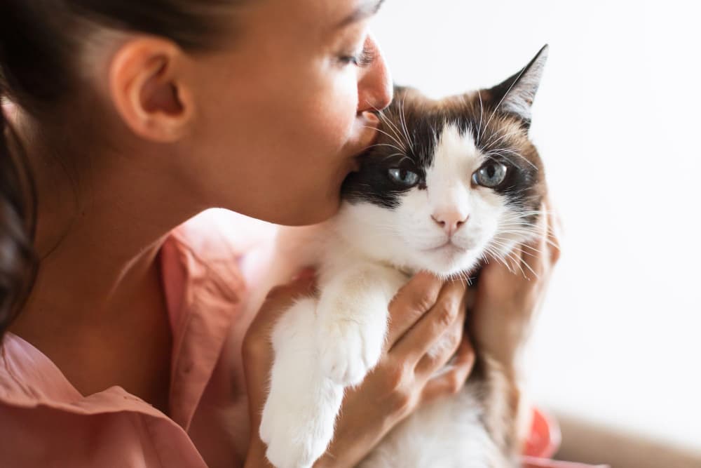 Les chats adoptés de chez perle de chat