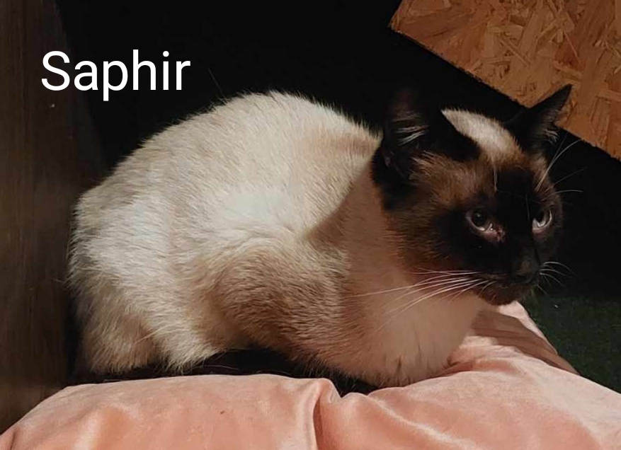 Découvrez Saphir, Magnifique Chat Siamois au Refuge de Perle de Chat