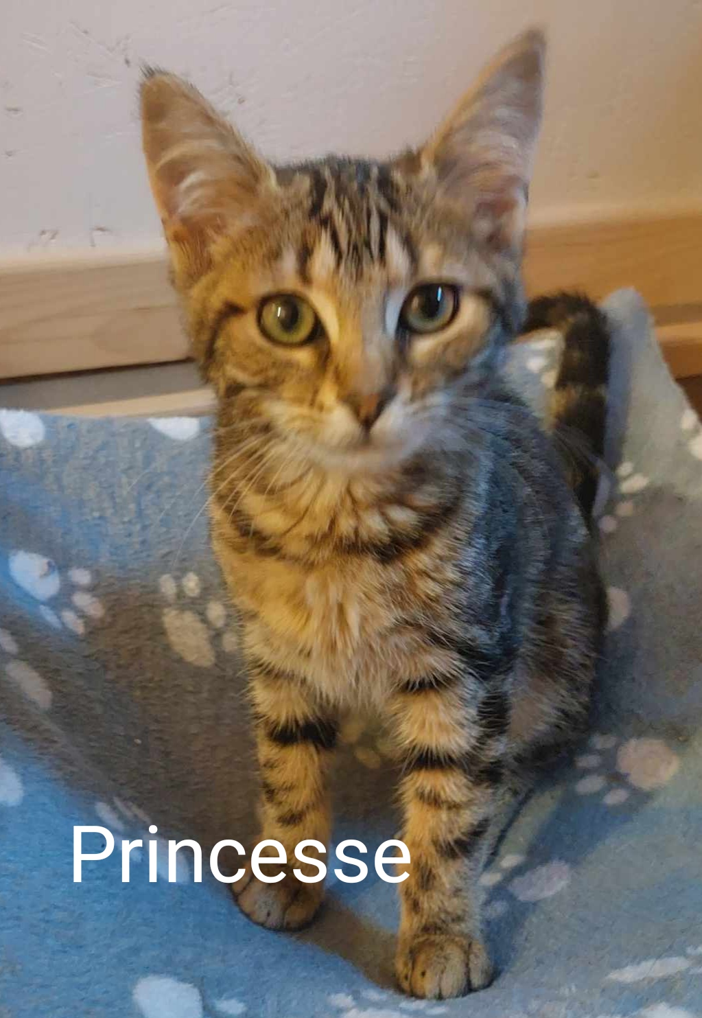 Princesse Perle de Chat
