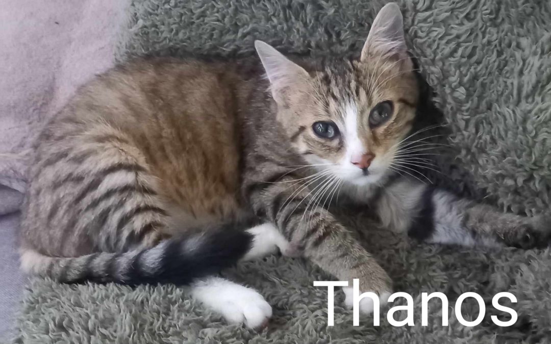Rencontrez Thanos : La Nouvelle Perle de Chat Prête pour l’Adoption