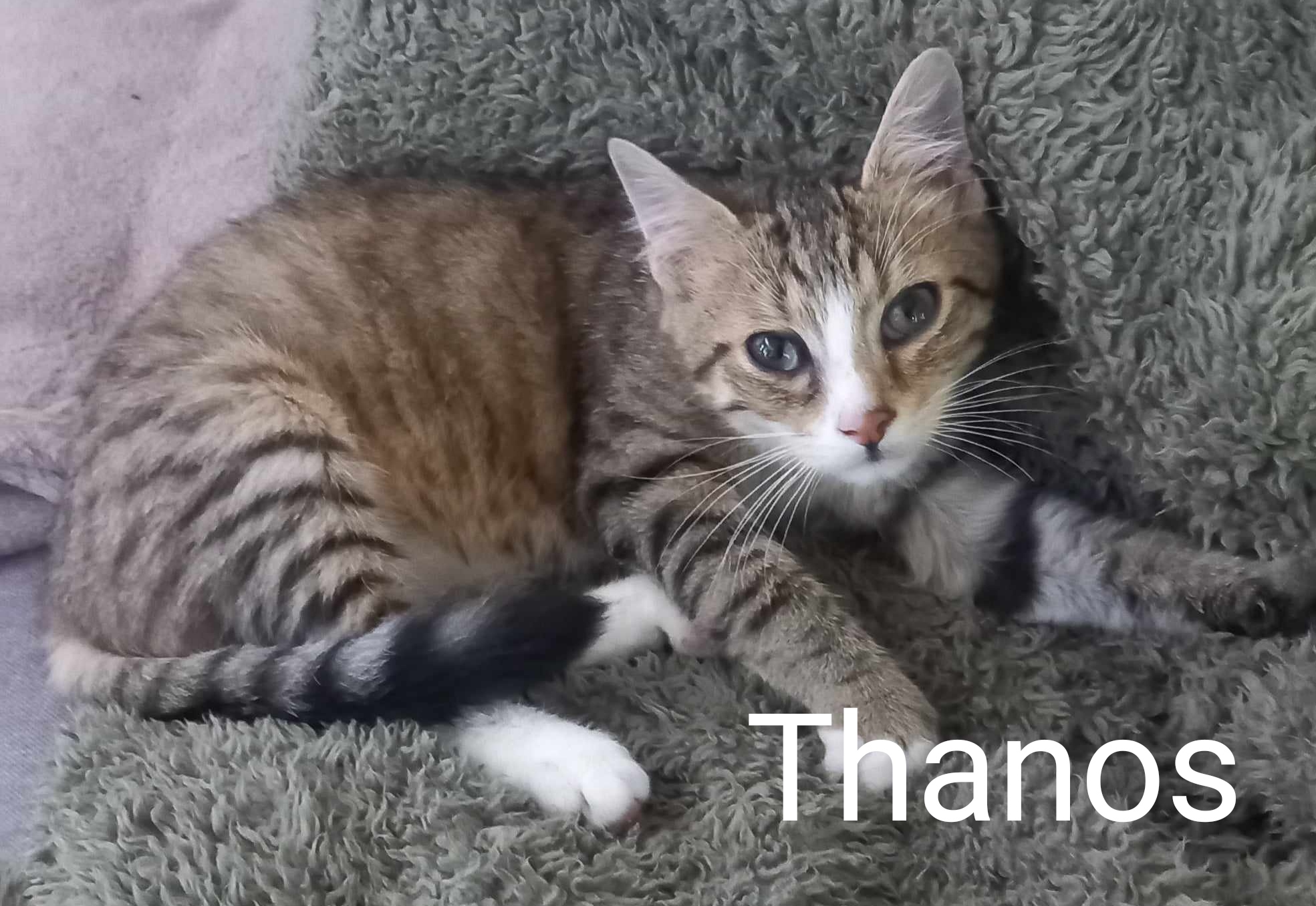 Thanos Perle De Chat adoption
