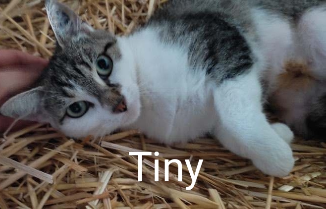 Adoptez Tiny : La Perle de Chat qui embellira votre quotidien