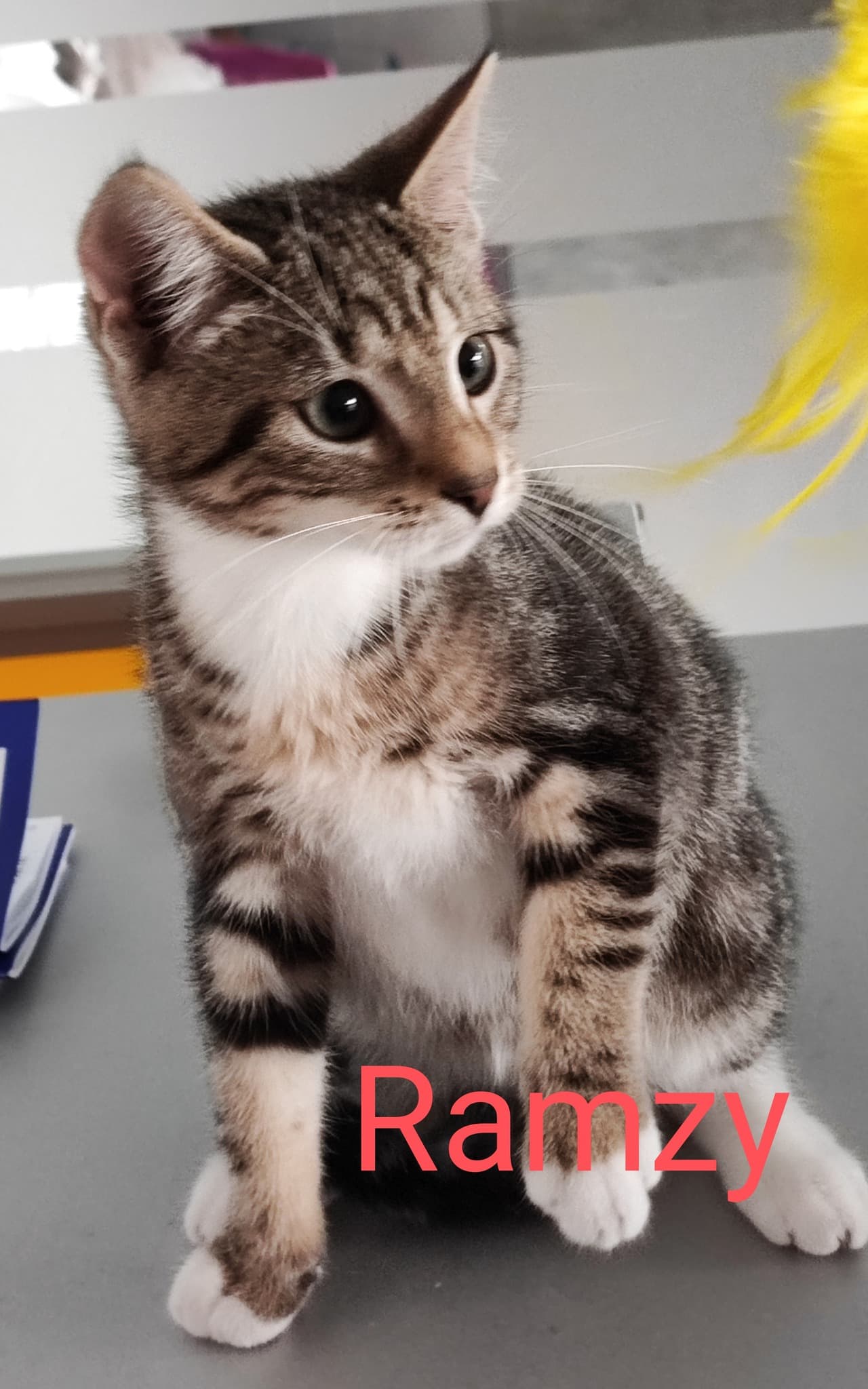 Les chats adoptés de chez perle de chat Les chats adoptés de chez perle de chat