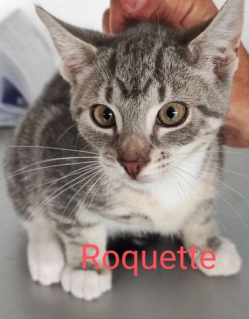 Roquette