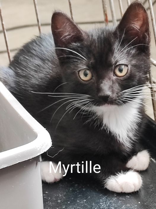 Myrtille