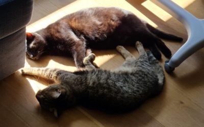 Les Aventures de Swing et Sacha dans le Jardin