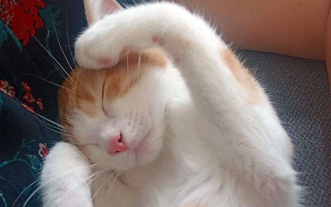 Oly un Chat Heureux et Aimé