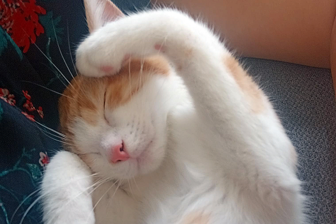 Oly Perle de Chat
