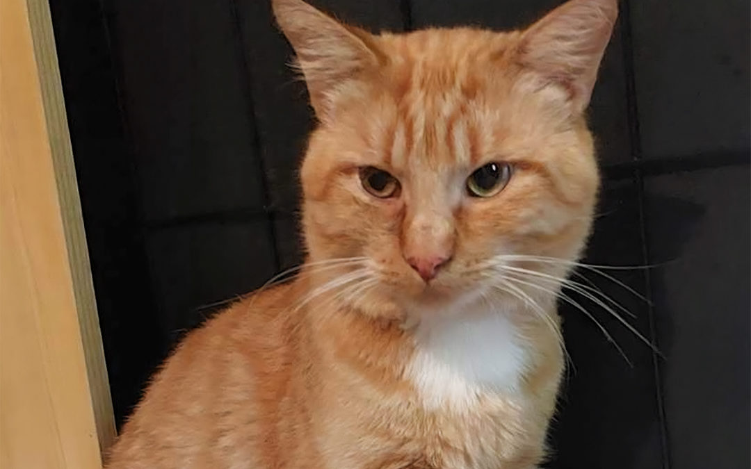 le Chat Affectueux de 2 Ans chez Perle de Chat