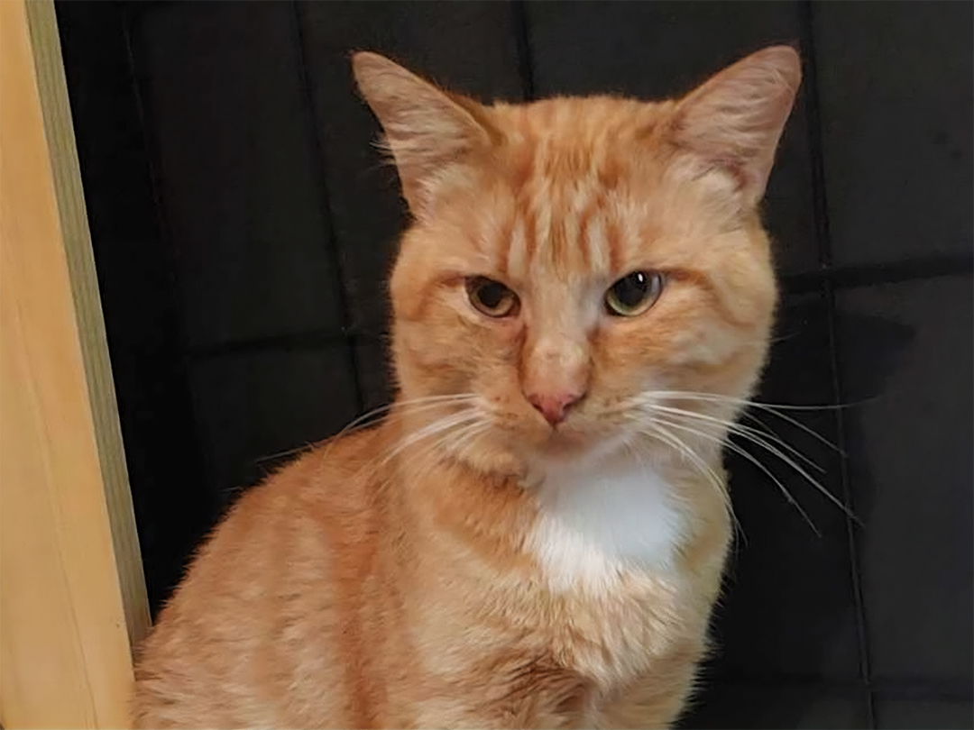 Auguste Perle de Chat à Rochefort