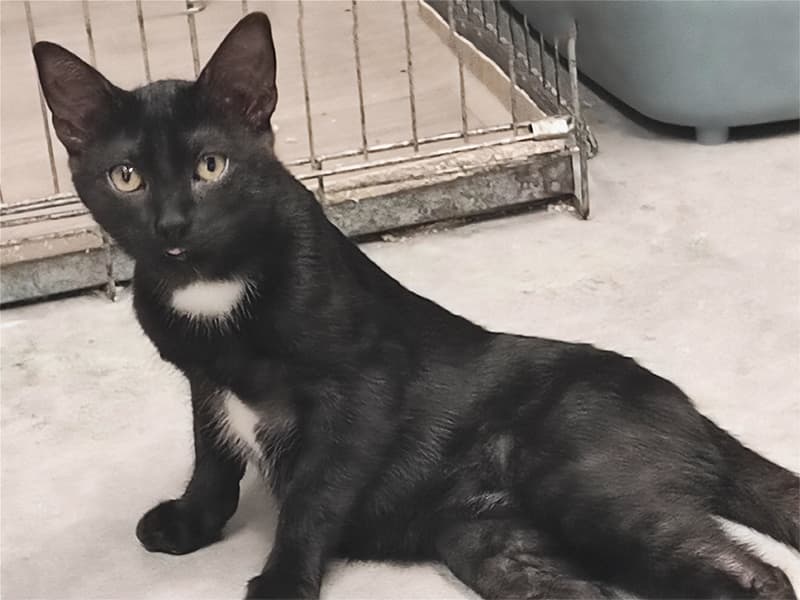 Paprika : Un Chat Unique à Adopter chez Perle de Chat