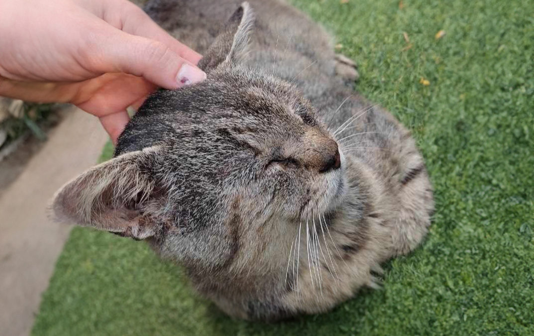 Cassius, le Chat Courageux et Affectueux