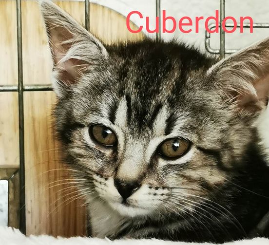 Cuberdon Cuberdon Perle de chat