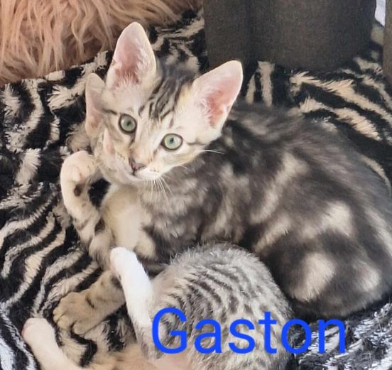 Gaston Gaston Perle de Chat