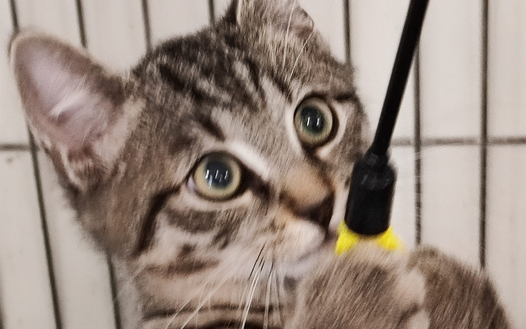 Adoptez Pastis : Votre Nouveau Compagnon au Refuge Perle de Chat