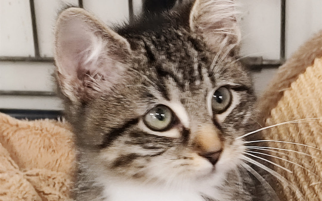 Rencontrez le Charmant Ricard chez Perle de Chat