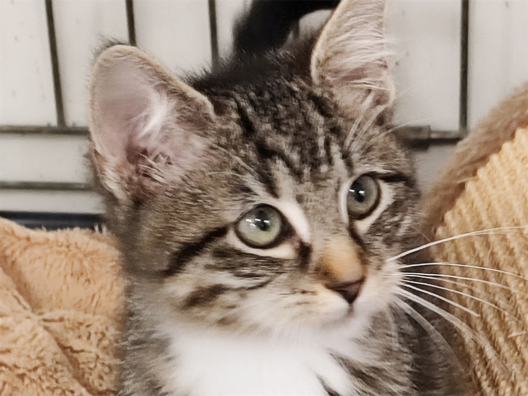 Ricard Ricard refuge Perle de Chat