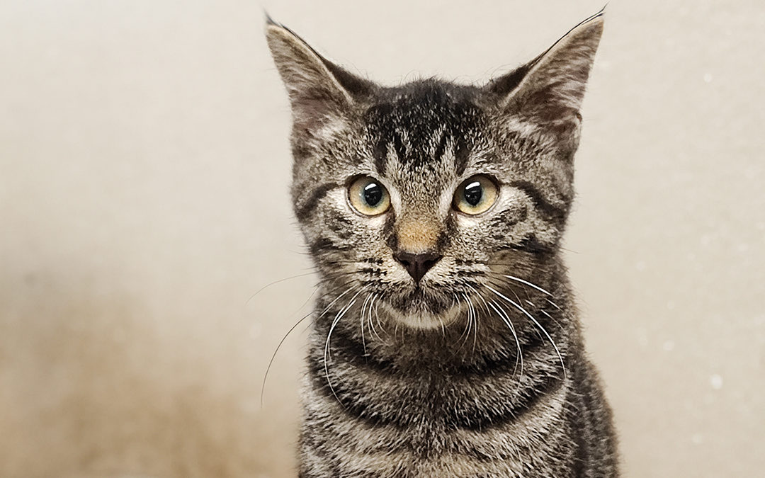 À l’Adoption: Rencontrez Texas au Refuge de Perle de Chat