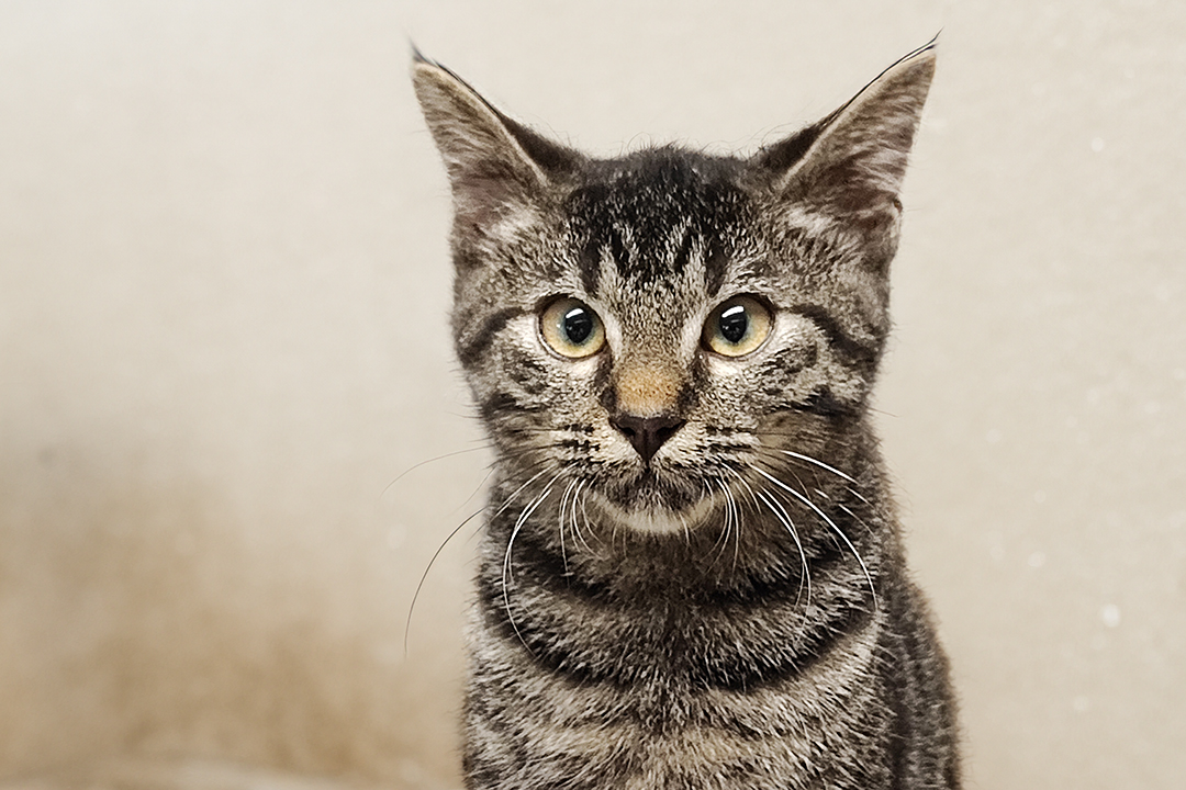 Texas Perle de Chat