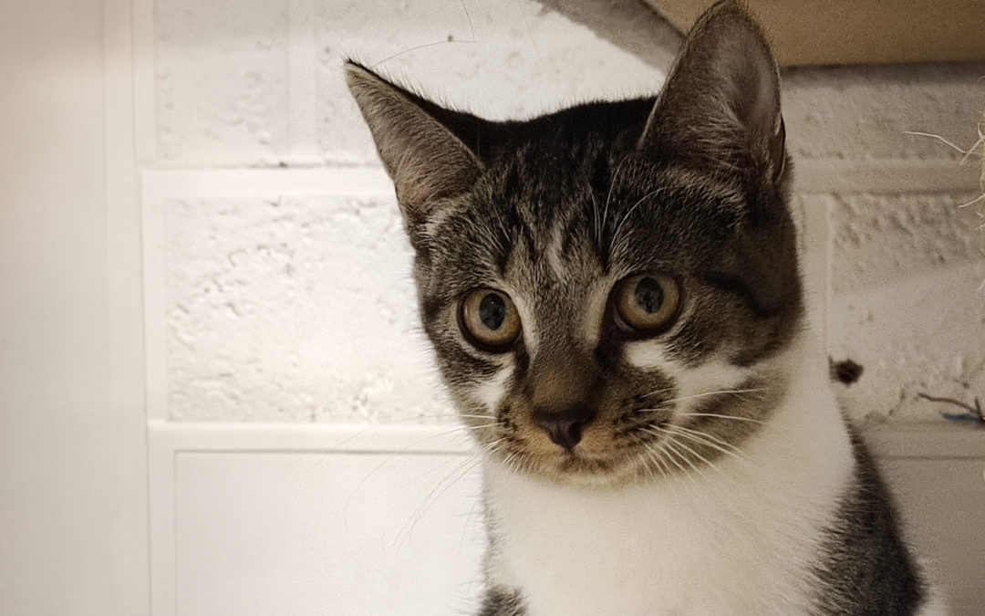 Présentation d’Ulysse : petit chaton de 4 mois