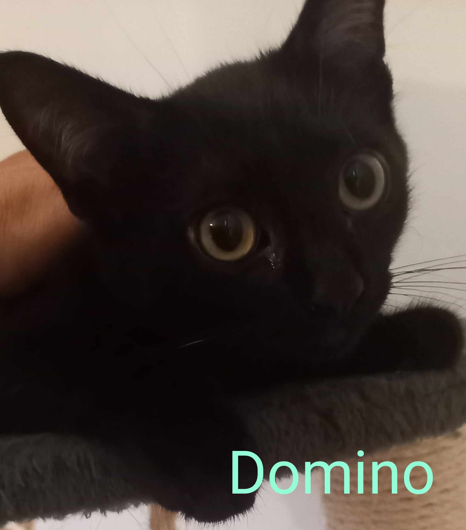 Domino Perle de chat